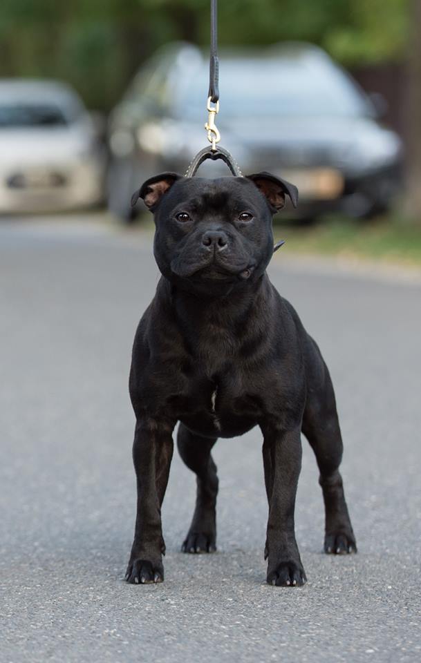 alan hedges staffordshire bull terrier