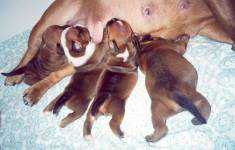 Staffordshire Bull Terrier:::Eilatan::Litter A+B