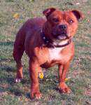 Staffordshire Bull Terrier:::Eilatan::Litter A+B