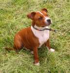 Staffordshire Bull Terrier:::Eilatan::Litter A+B