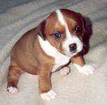 Staffordshire Bull Terrier:::Eilatan::Litter A+B