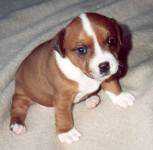 Staffordshire Bull Terrier:::Eilatan::Litter A+B