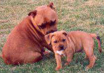 Staffordshire Bull Terrier:::Eilatan::Litter A+B