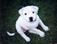 Staffordshire Bull Terrier:::Eilatan::Litter A+B