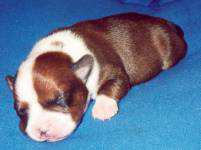 Staffordshire Bull Terrier:::Eilatan::Litter A+B