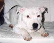 Staffordshire Bull Terrier:::Eilatan::Litter A+B