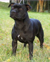 Staffordshire Bull Terrier::Miss Moonshine