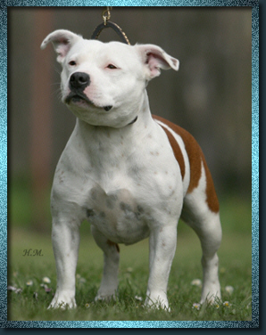 Staffordshire Bull Terrier - Donah Eilatan