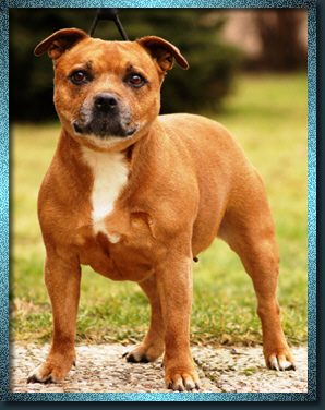 Staffordshire Bull Terrier - Dafn