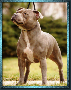 Staffordshire Bull Terrier - Silver Mercury Rising