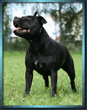 Staffordshire Bull Terrier - Miss