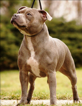 Staffordshire Bull Terrier - Silver Mercury Rising